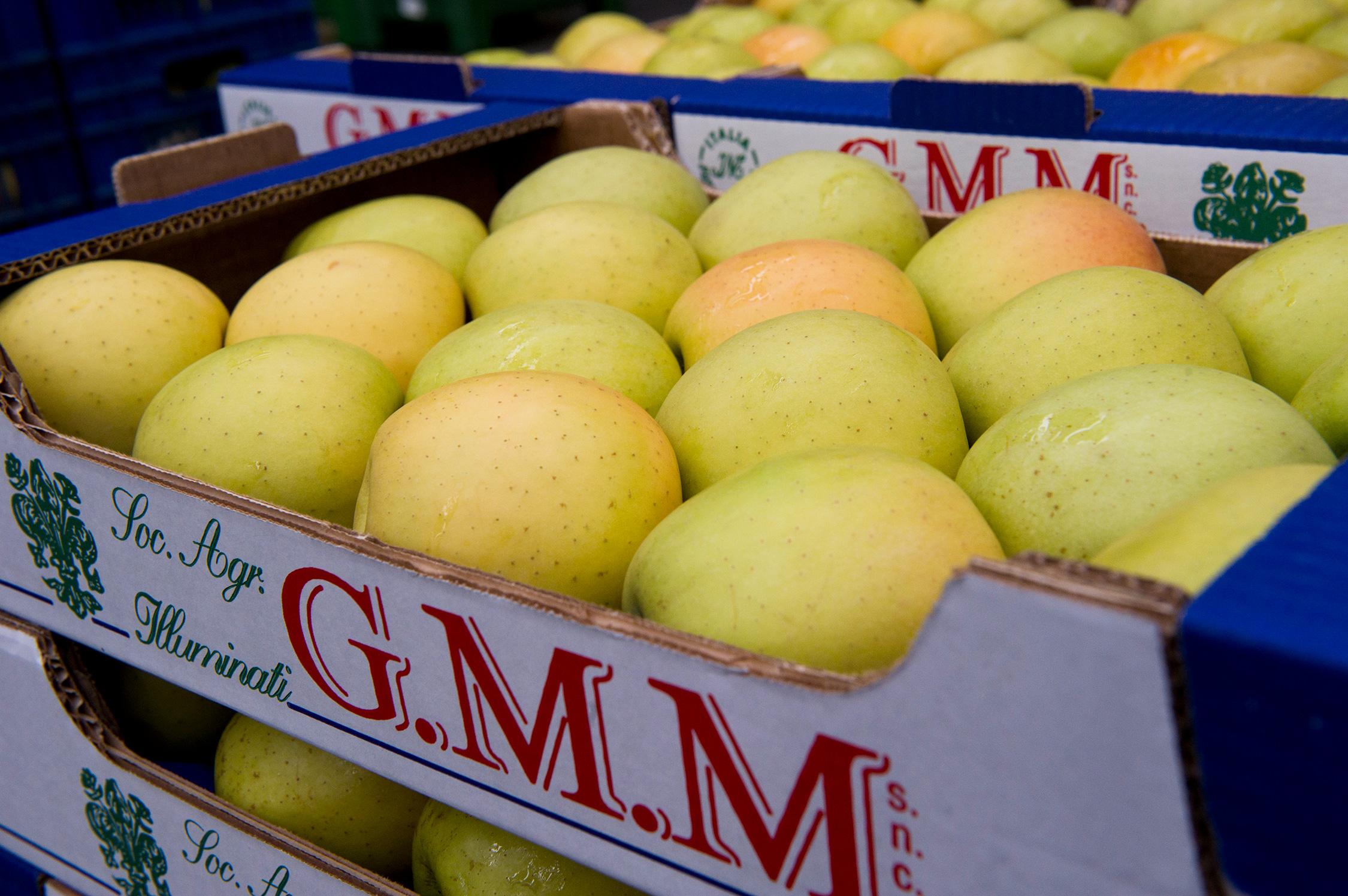 Produzione mele in Toscana | Illuminati GMM | Mele all'ingrosso