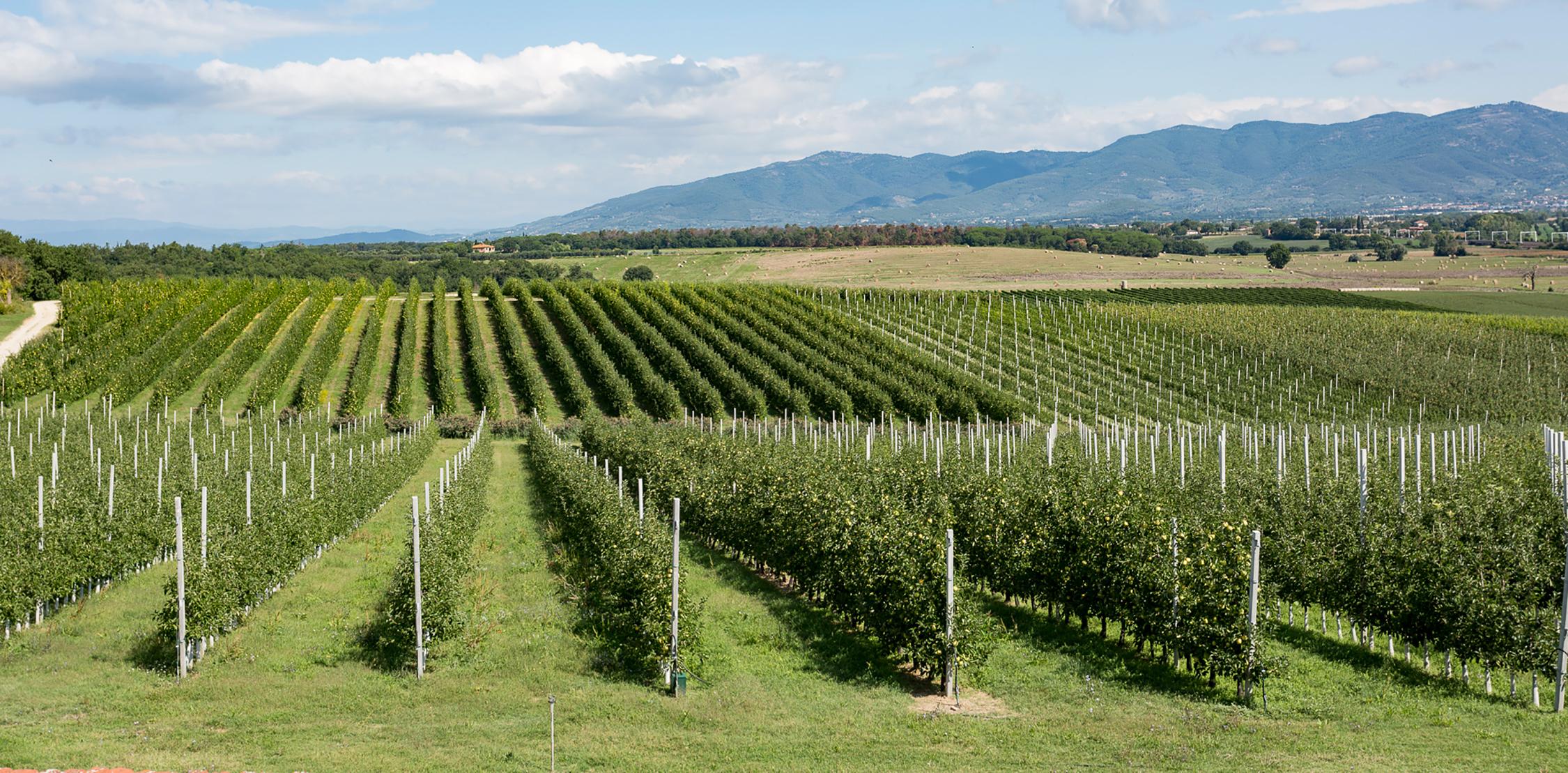 Produzione frutta sostenibile certificata in Toscana | Illuminati G.M.M.