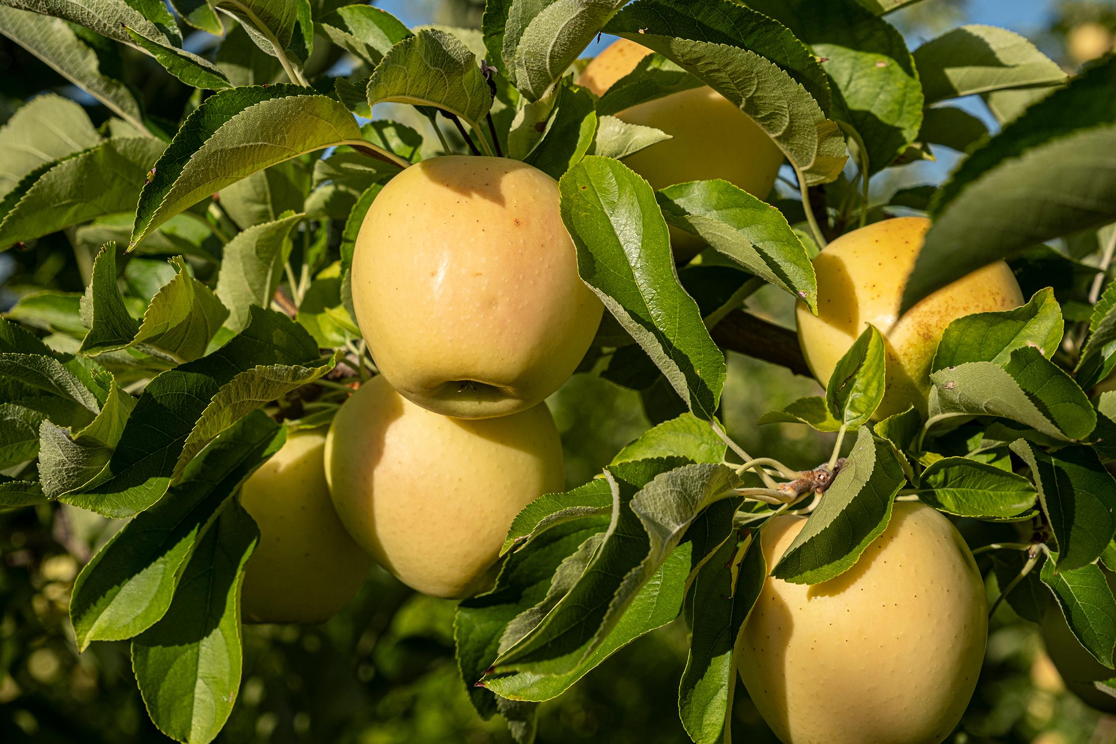 G.M.M. Illuminati Frutta | Vendita Frutta all'ingrosso in Toscana