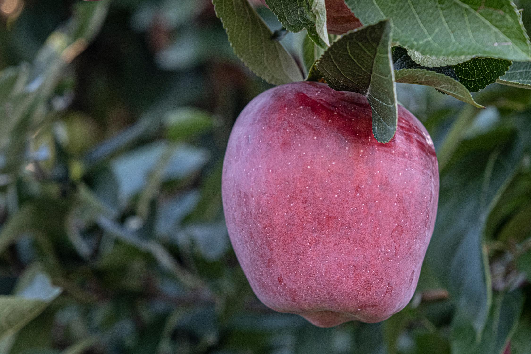 G.M.M. Illuminati Frutta | Vendita Frutta all'ingrosso in Toscana