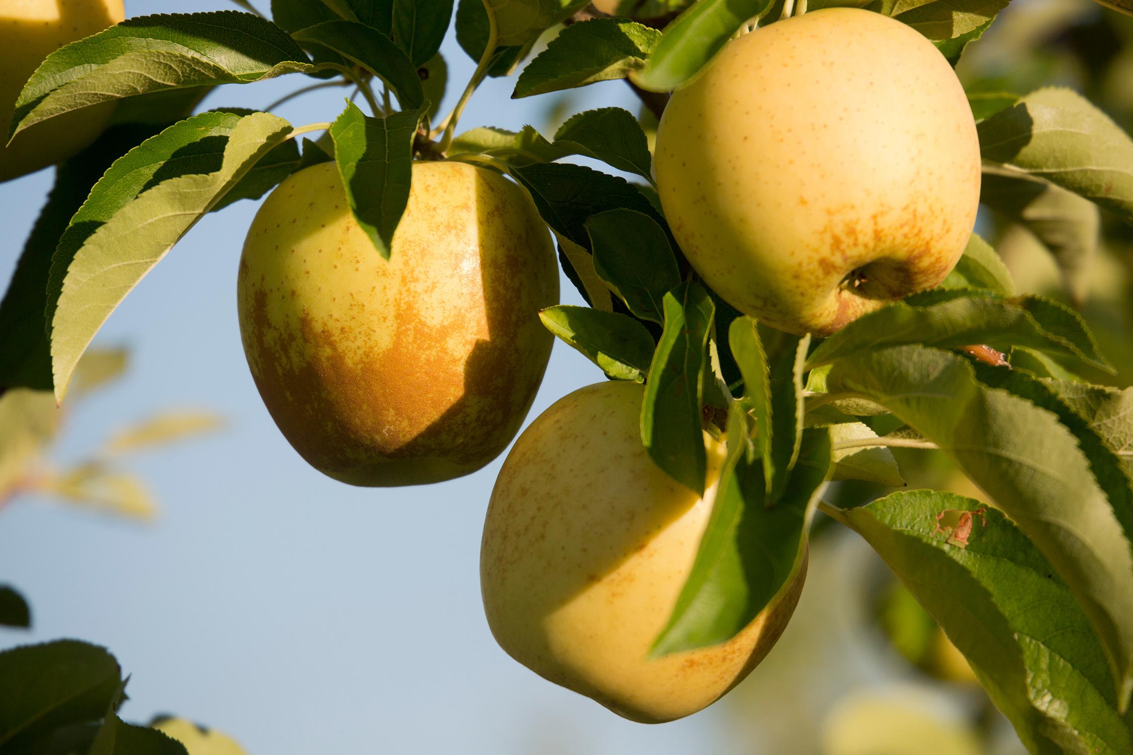 Illuminati frutta fresca da frutteto alla tavola, Foiano della Chiana (AR)