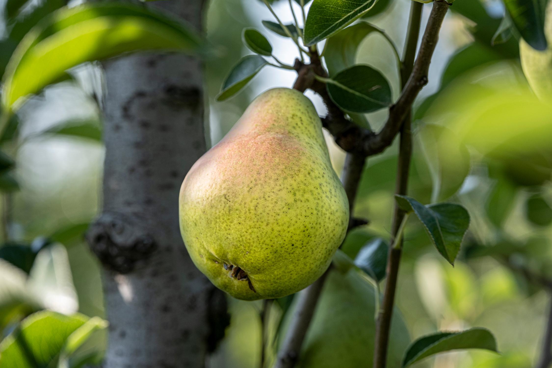 Illuminati frutta fresca da frutteto alla tavola, Foiano della Chiana (AR)