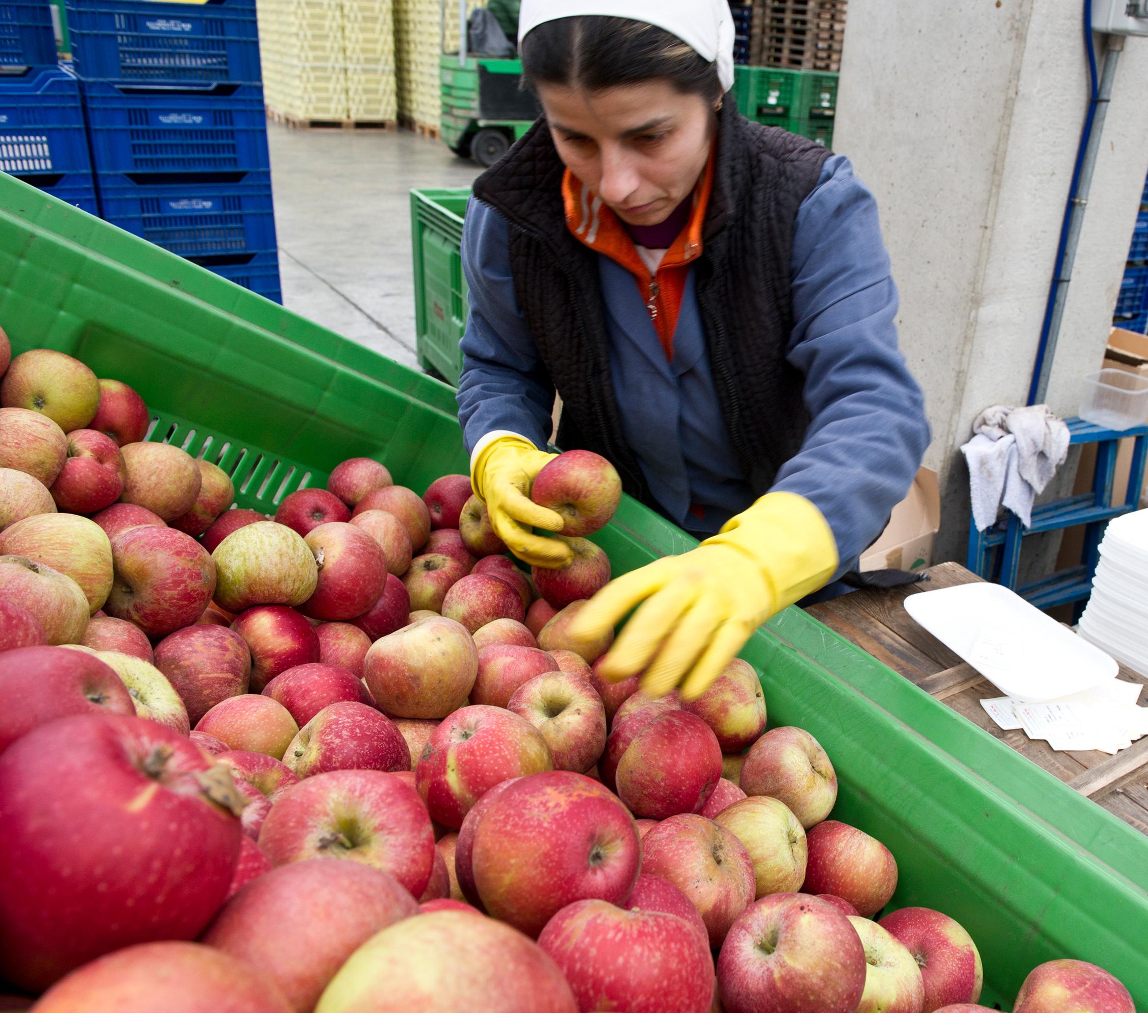 Illuminati frutta fresca da frutteto alla tavola, Foiano della Chiana (AR)