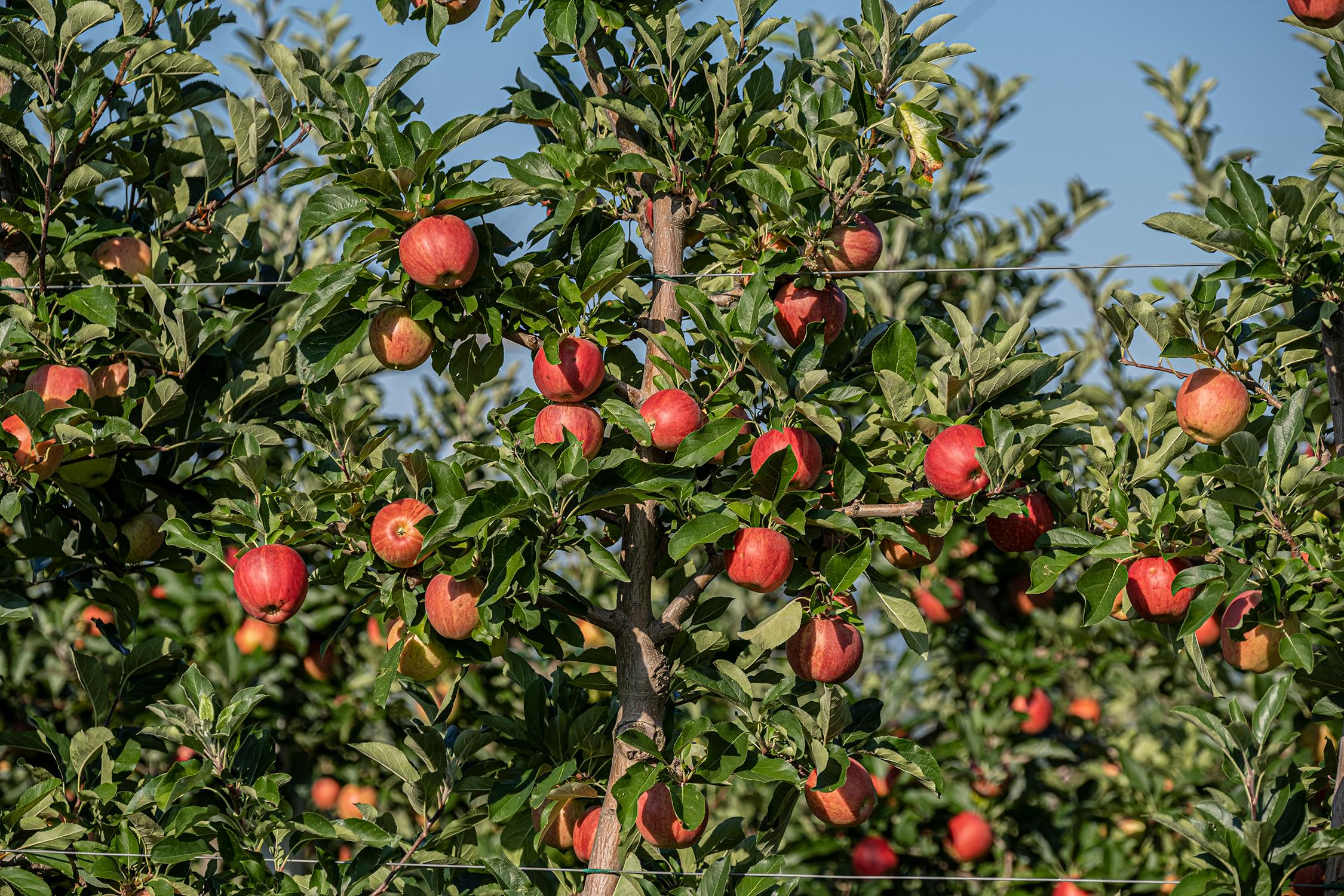 Illuminati frutta fresca da frutteto alla tavola, Foiano della Chiana (AR)