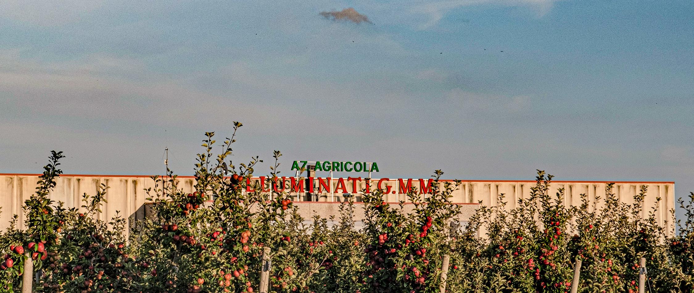 Illuminati GMM | Stabilimento attrezzato per la vendita di frutta all'ingrosso