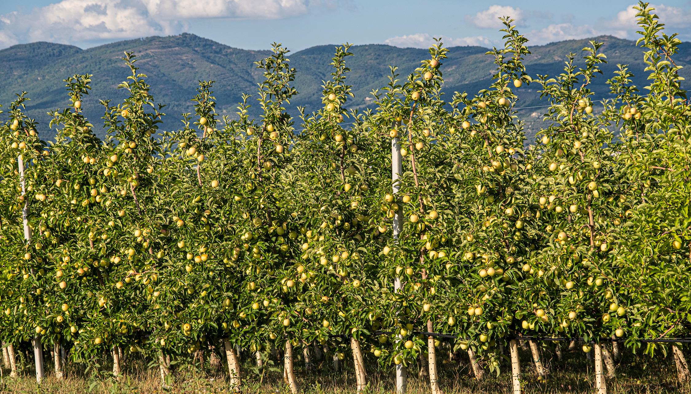 Produzione mele in Toscana | Illuminati GMM | Mele all'ingrosso