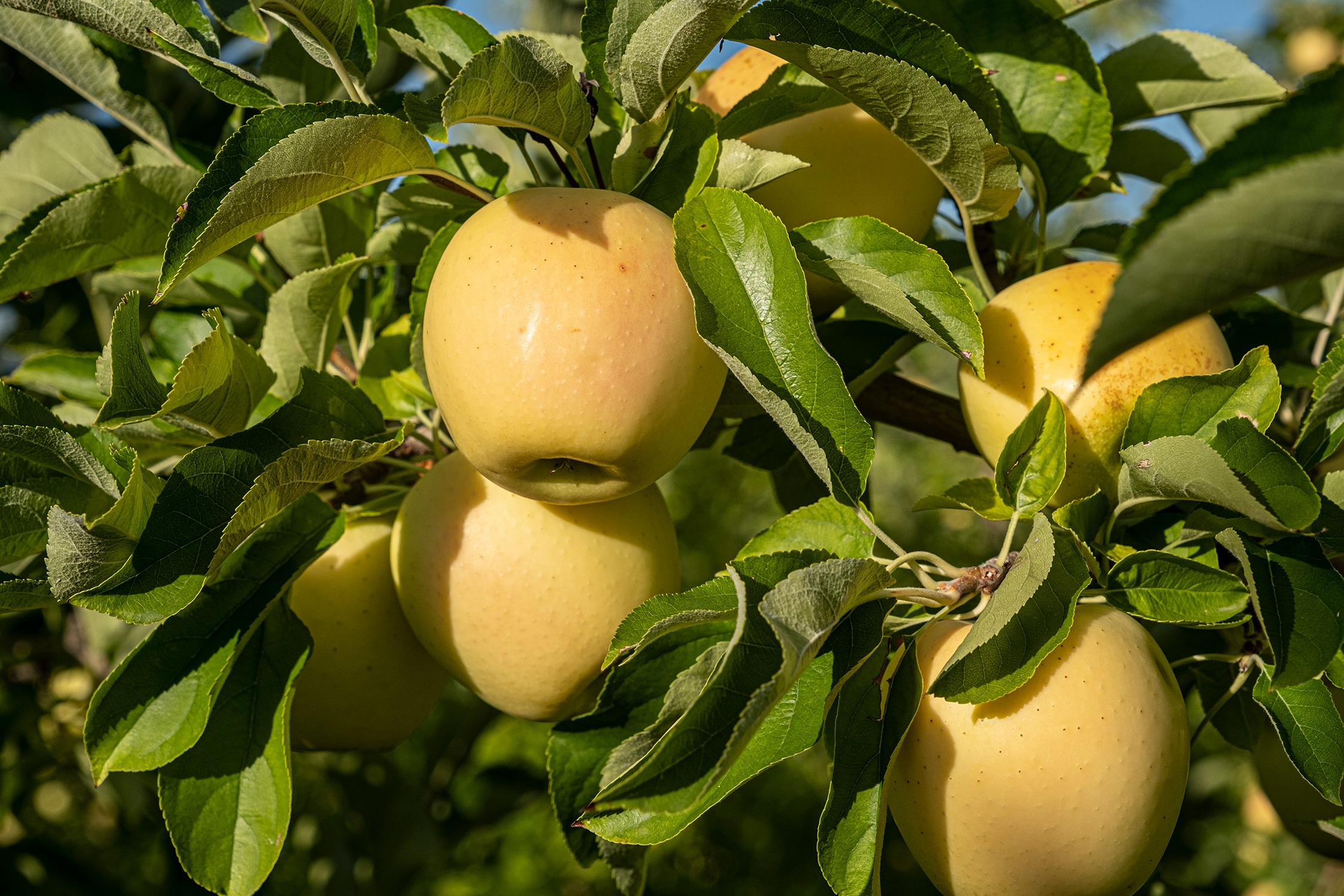 Illuminati GMM | Frutta Toscana | Vendita frutta all’ingrosso