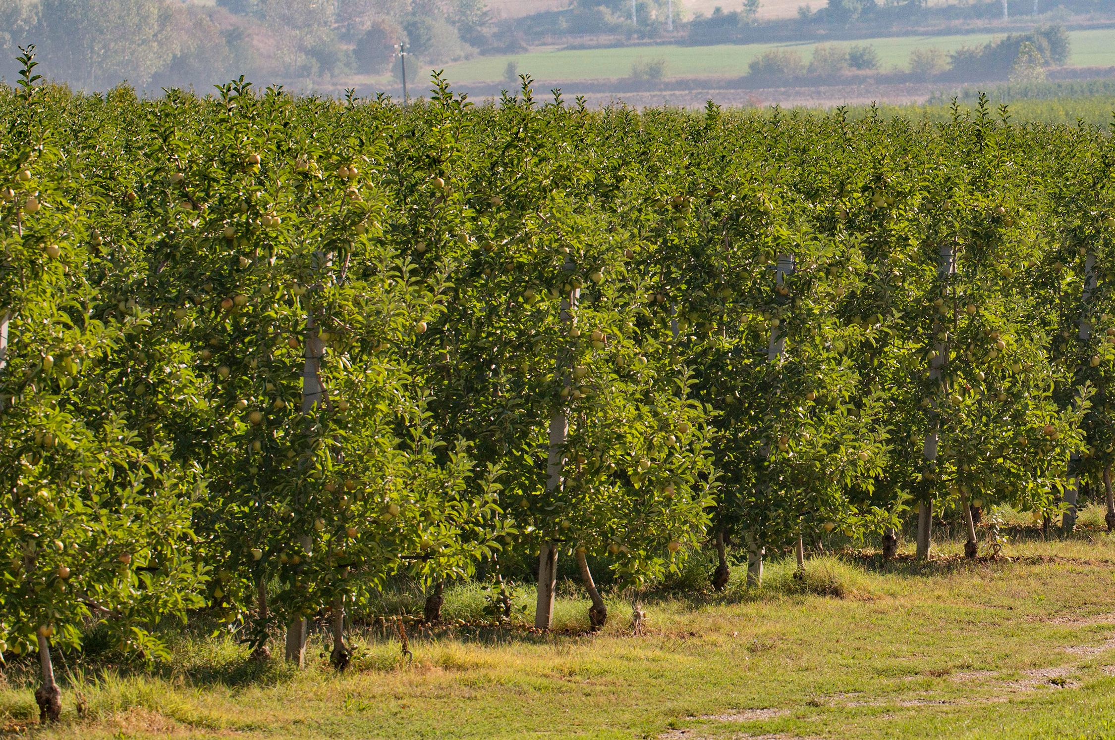 Produzione frutta sostenibile certificata in Toscana | Illuminati G.M.M.