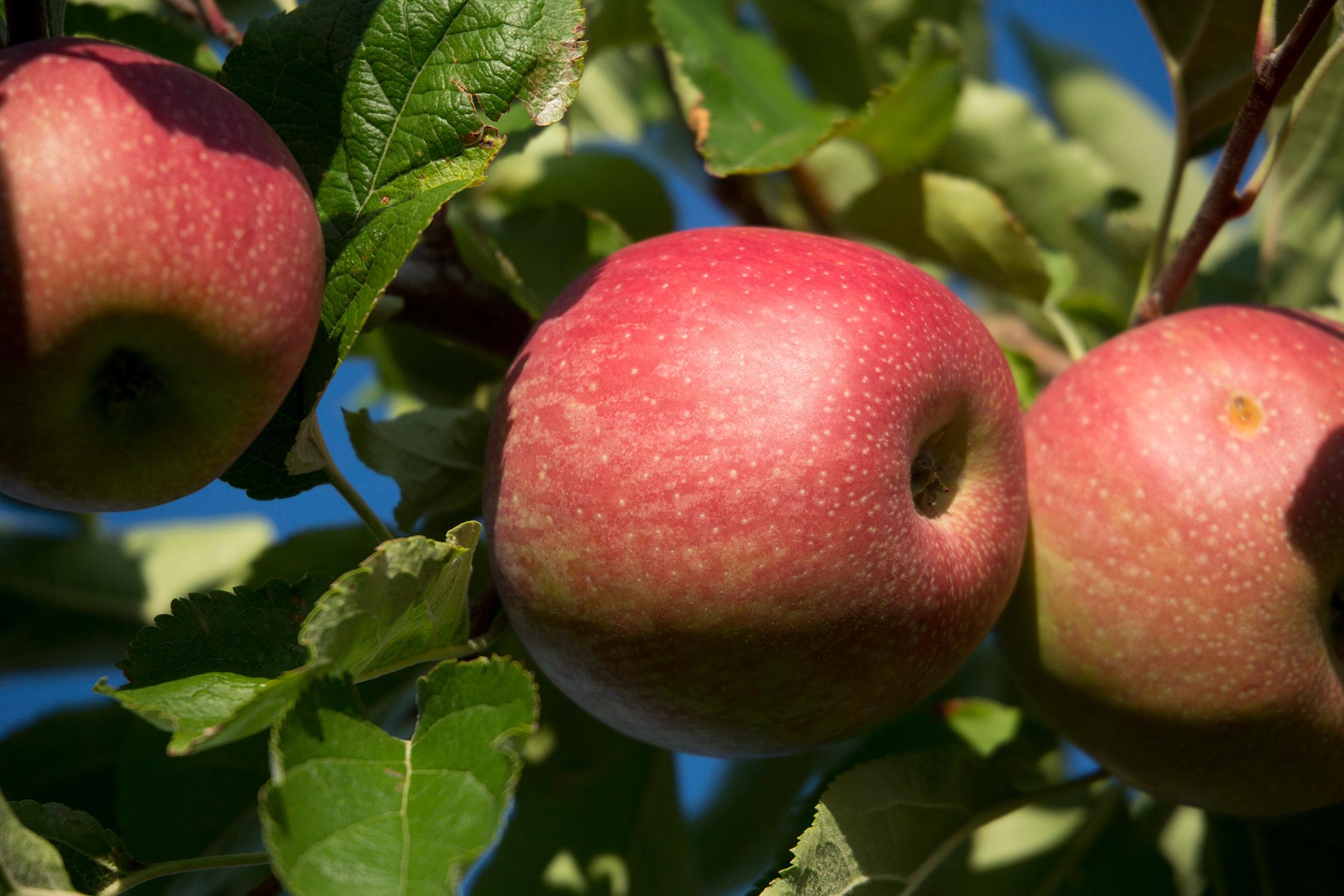 Produzione frutta sostenibile certificata in Toscana | Illuminati G.M.M.