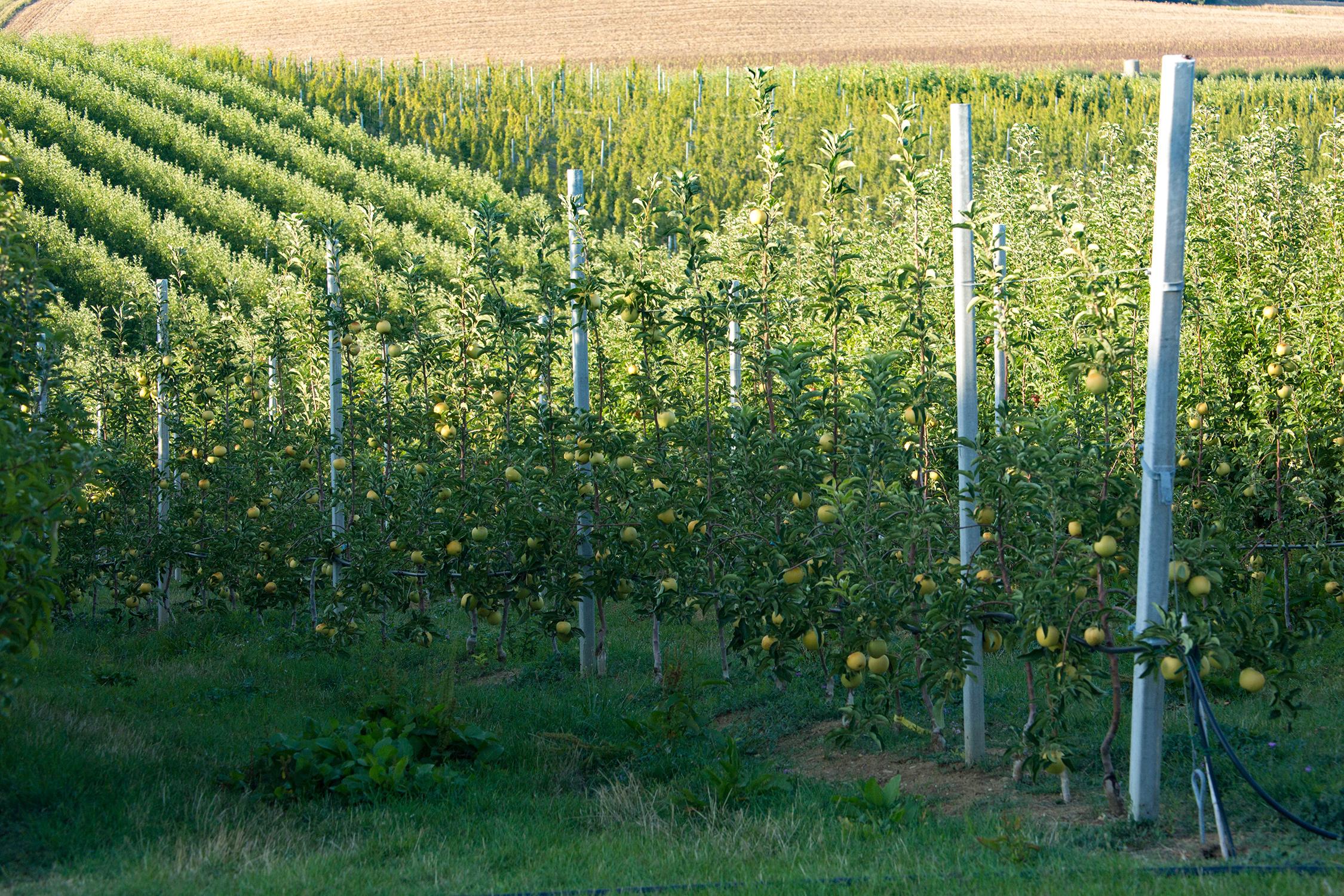 Produzione frutta sostenibile certificata in Toscana | Illuminati G.M.M.